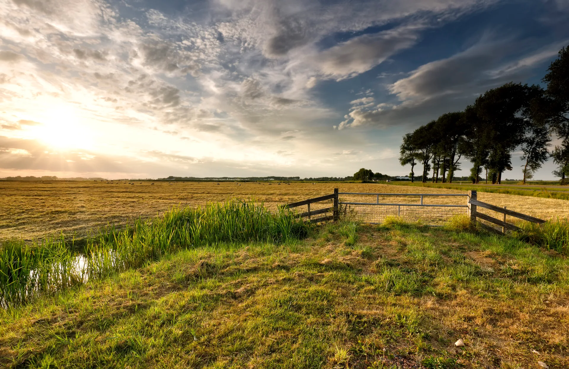 Sunlit Mississippi farmland